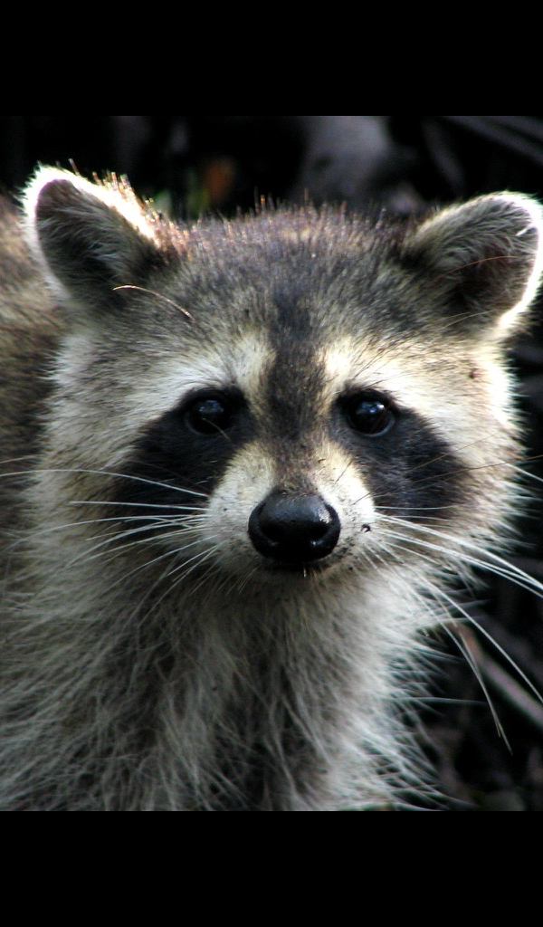 Amazon.com: cute raccoon Wallpaper -- HD Wallpapers of cute raccoons