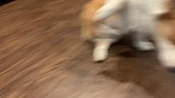 sentry capguard walmart