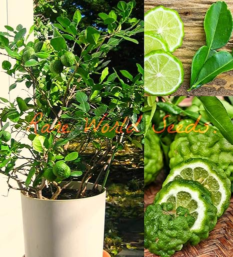 Bush Kaffir Lime Tree Citrus Hystrix Citrus Seeds Ship From