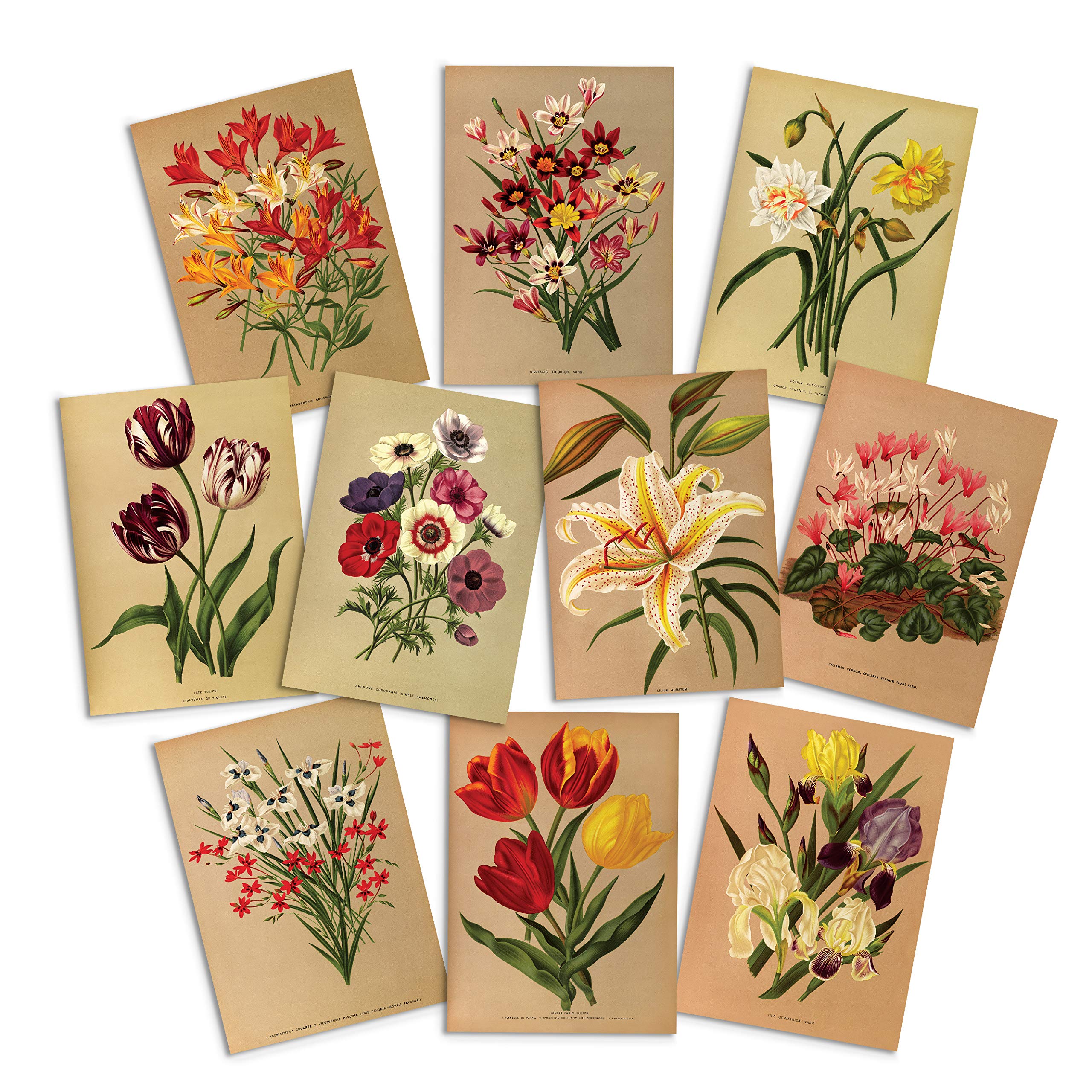 Antique Botanical Greeting Cards - Vintage Style Family All Occasion Card with Envelopes (Pack Set of 10 Cards)