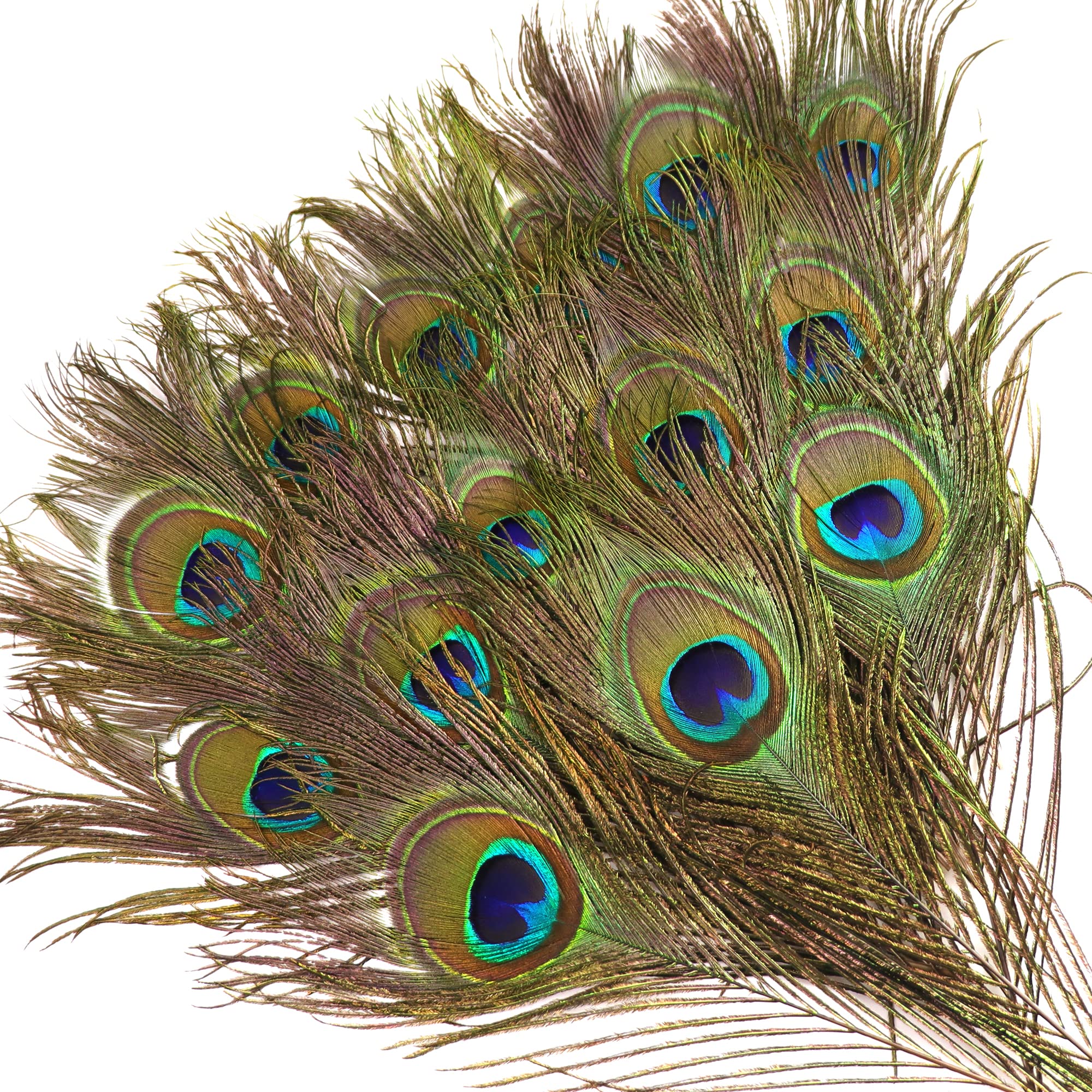 12PCS Real Natural Peacock Eye Feathers10-12 inch(25-30 cm) for DIY Craft, Wedding Holiday Christmas Decoration