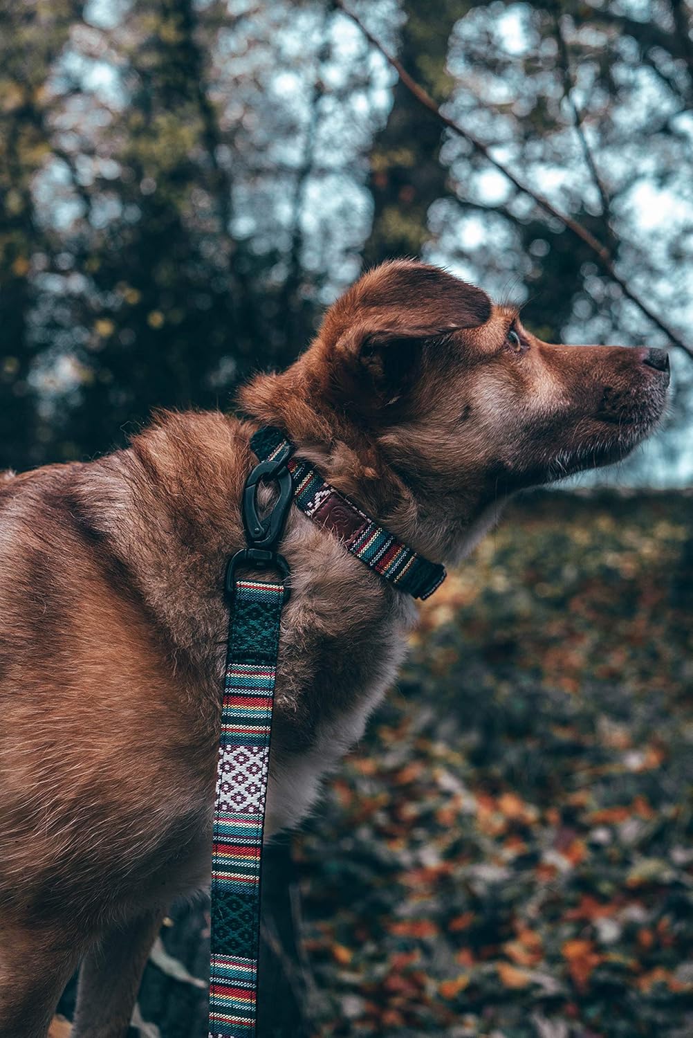 Embark Urban Dog Leash - Vibrant, Sturdy Nylon Leads for Small Medium & Large Dogs - Heavy Duty, Training Lead - Image 4
