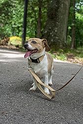 Country Brook Petz - Deluxe Nylon Dog Leash with