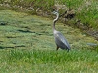 Review Image by Rhonda Farkas