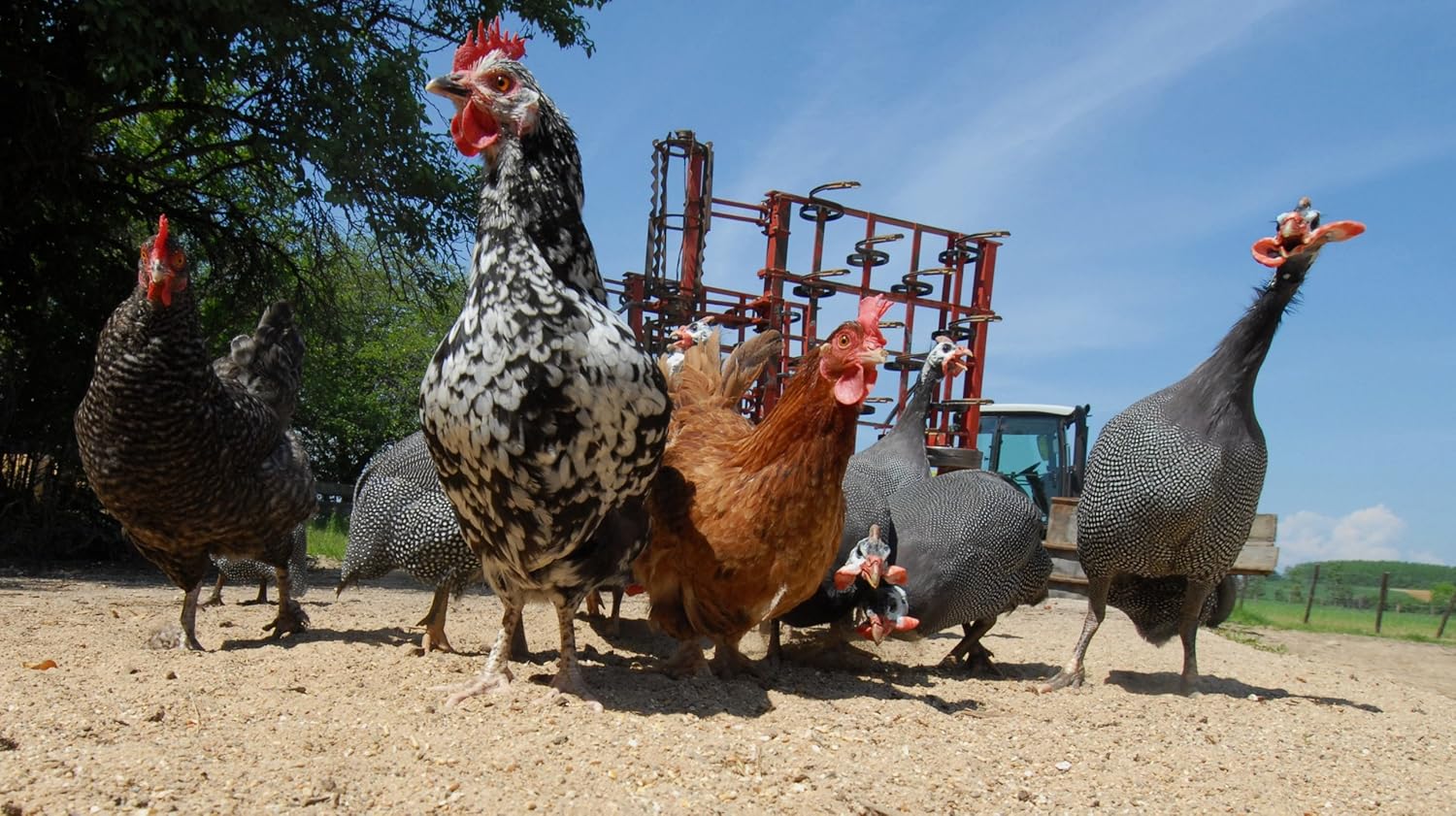 Die Wilde Farm Amazon De Luise Bahr Max Richter Luise Bahr Gunnar Dedio Julie Pelat Martina Haubrich Laurent Duret Marcus Mueller Sascha Lienert Dominique Garing Serge Lalou Jerome Peyrebrune Dominique Vieillard Frederic Goupil
