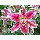 Stargazer Oriental Lily - 5 Bulbs