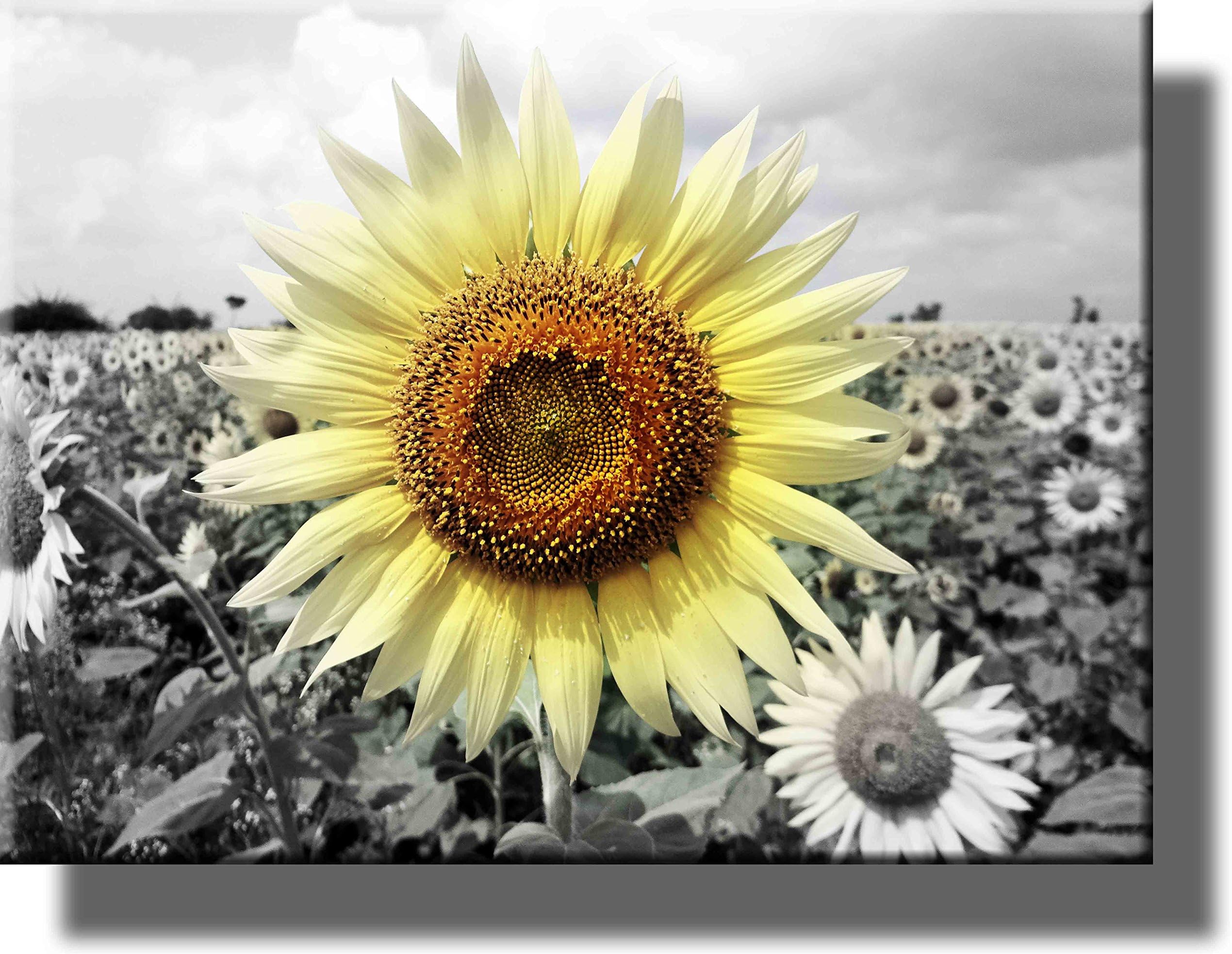 Big Sunflower on Farm Picture on Stretched Canvas, Wall Art Décor, Ready to Hang!
