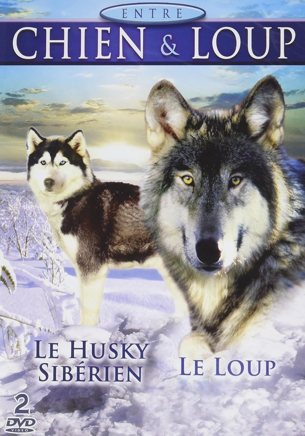 husky siberien malamute