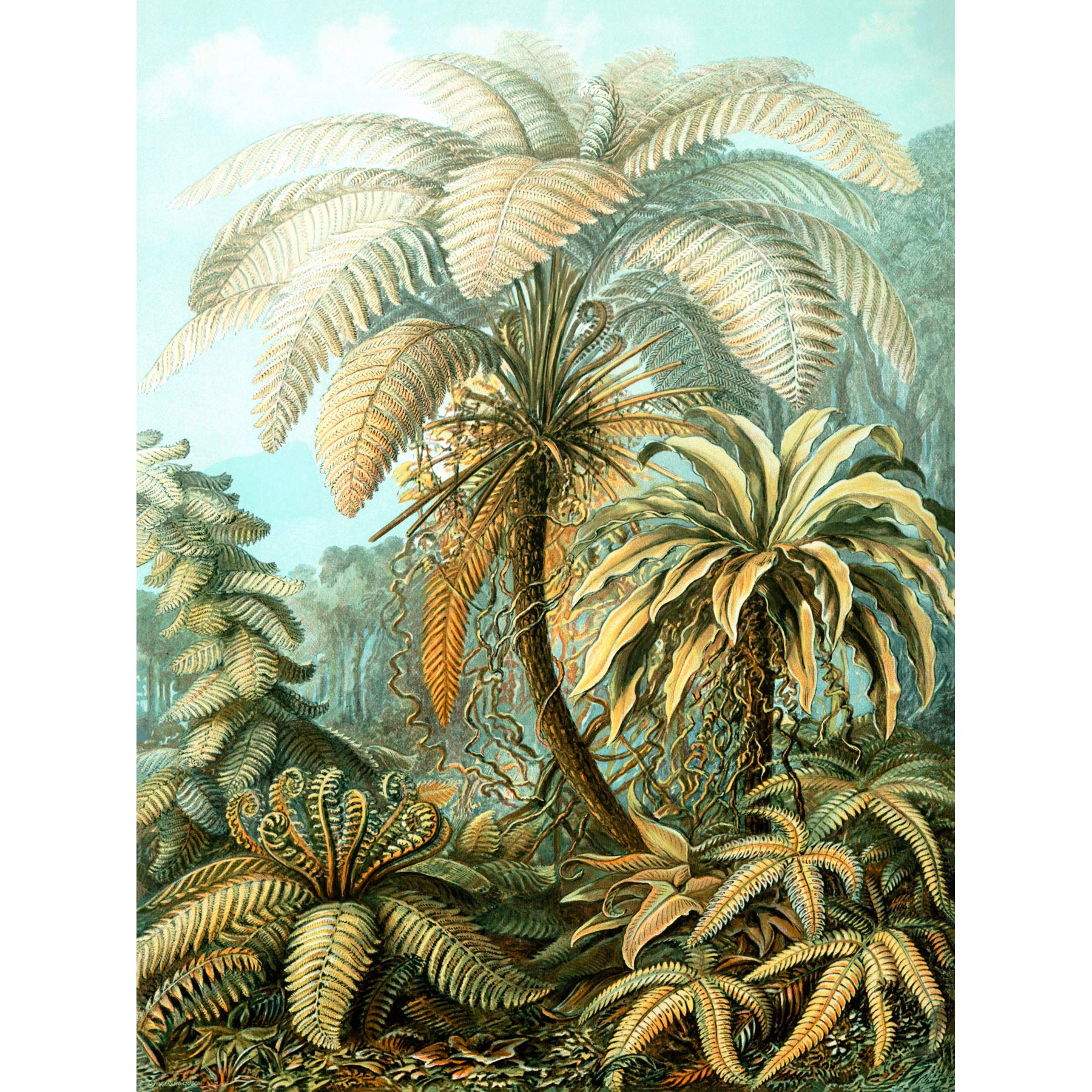 Wee Blue Coo 92nd Plate Ernst Haeckel Kunstformen Der Natur Filicinae Canvas Print