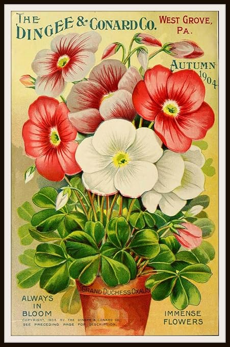 Amazon Com Vintage Art Print Wall Decor Floral Seed Pack Catalog Cover Art 8 X 10 Reproduction Unframed Posters Prints