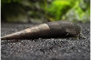 Aquatic Arts 3 Live Black Devil Spike Snails | Freshwater Fish Tank Washer | Tetra / Guppy / Betta Safe Snails for Aquariums