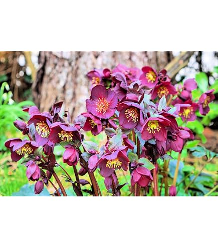 Graines De Fleurs Helleborus Hybrides Mixtes - Rose De Noël Multi-Colores - Pack De 5 Seeds