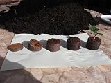 Fortego Coir Pellets Starter x100 – Peat Free Seed & Cutting Medium view 2