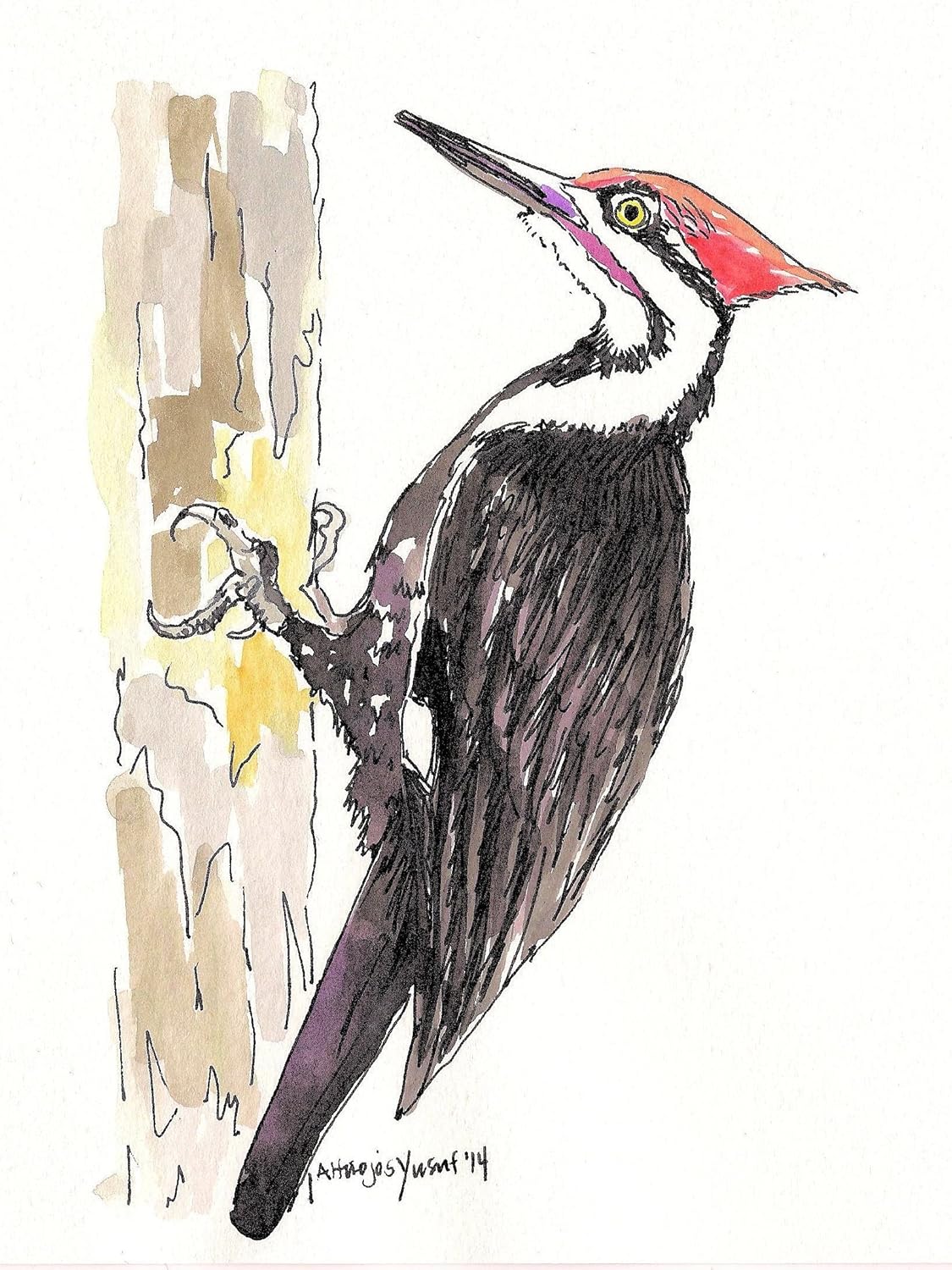 Amazon.com: "Pileated Woodpecker" Watercolor Print: Handmade