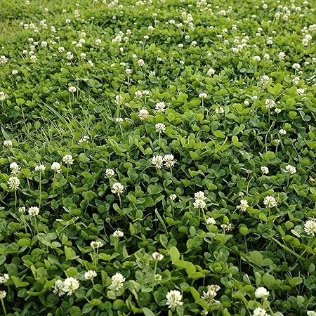 Amazon Com Outsidepride White Dutch Clover Seed Nitro Coated Amazon Com Outsidepride White Dutch Clover Seed Nitro Coated