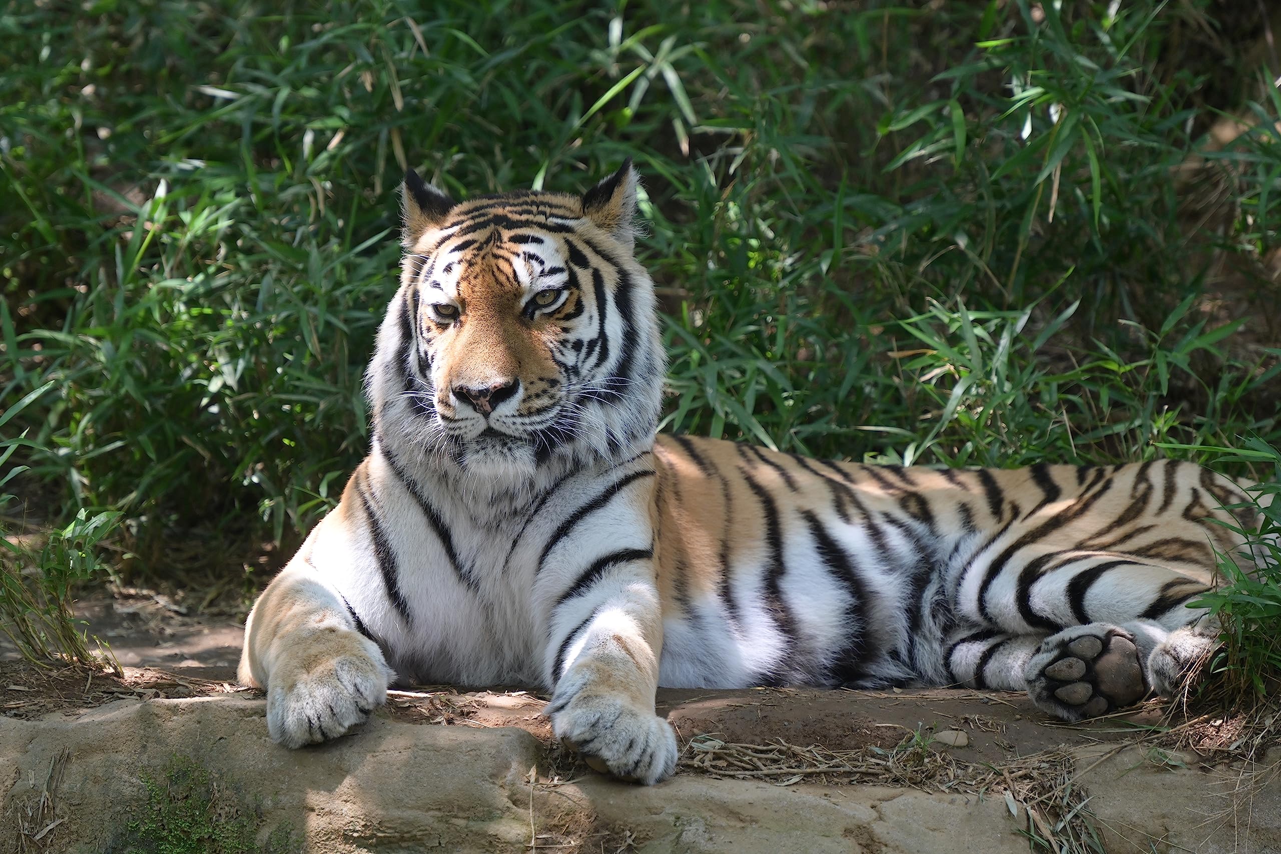 Nikon Z TELECONVERTER TC-2.0X for 2.0X Magnification of Compatible Nikon Z Mirrorless Lenses and Nikon Z Cameras