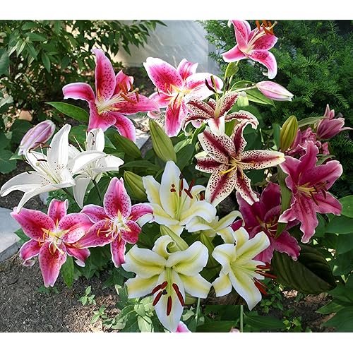 Asiatic Lily Bulbs