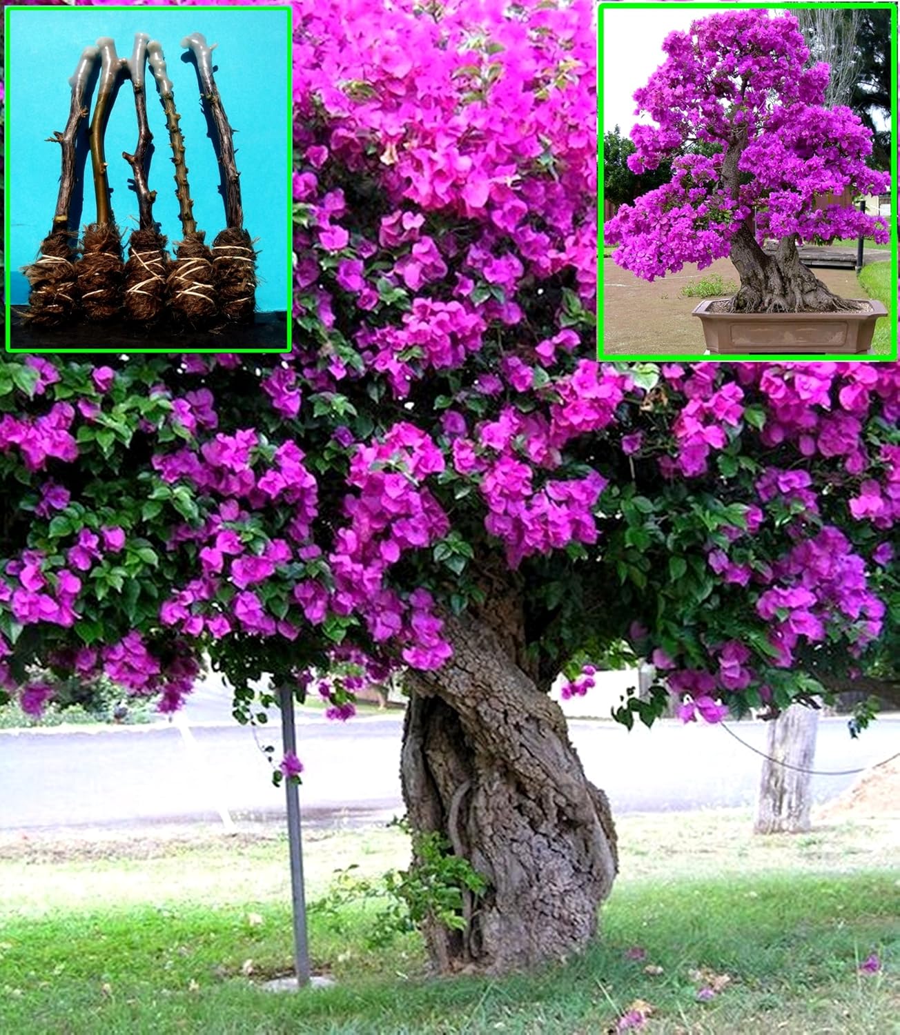 5 Green Bougainvillea"Elizabeth Angus" Tree Cutting Amazon.ca Patio
