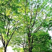 カスタマー画像