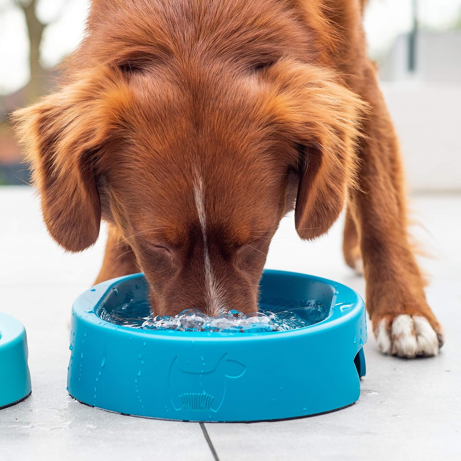 antimicrobial dog water bowl