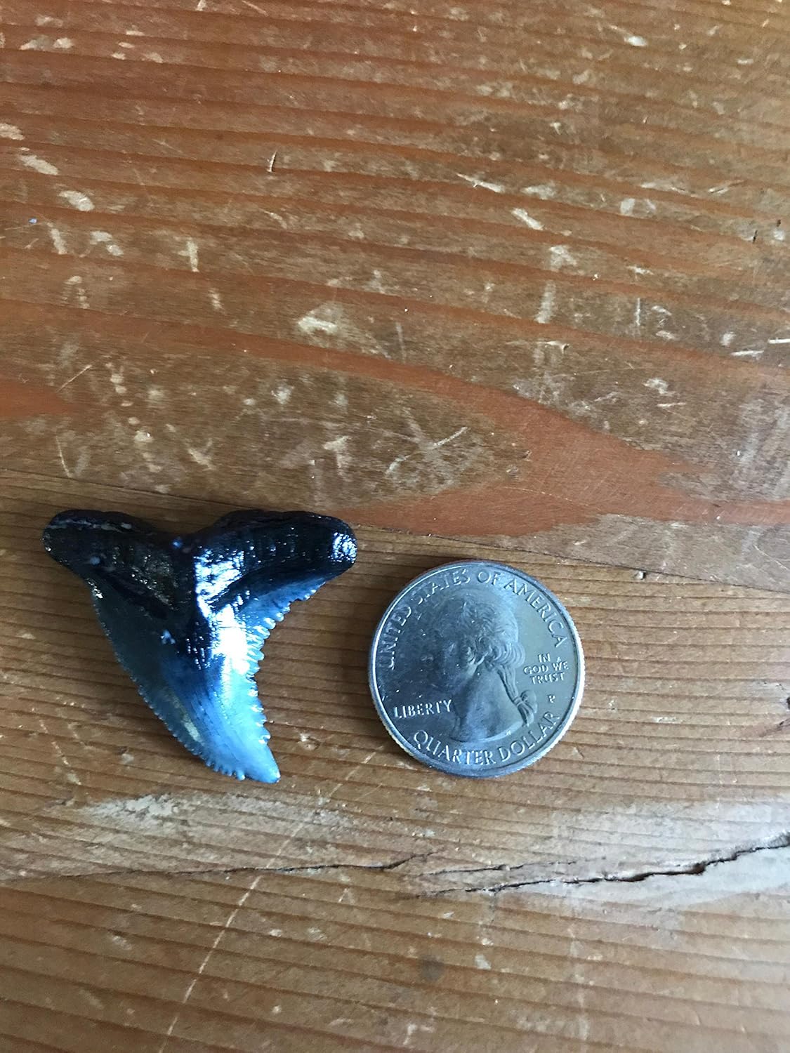 Hemi Pristis Genuine Fossil Shark Tooth