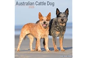 Australian Cattle Dog 2026 Calendar | Square Wall Calendar | Dog Breed Gift | Plastic Free Packaging | by Avonside Publishing