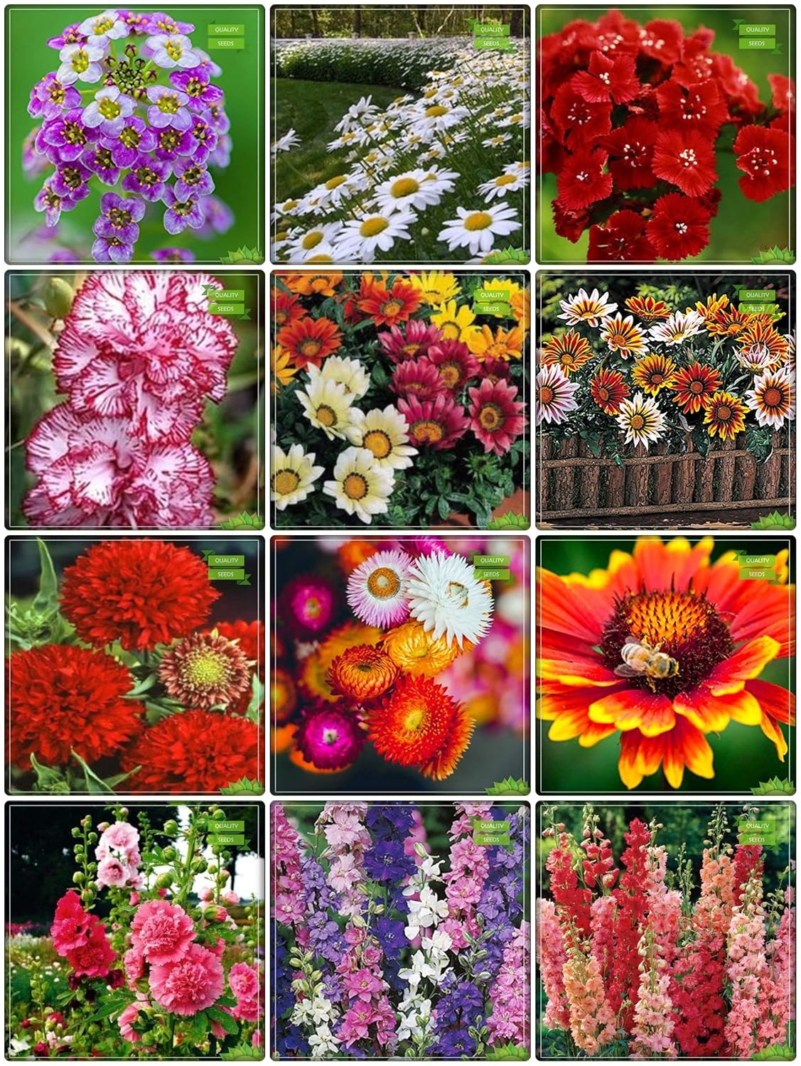 Creative Farmer Seeds For Sale Combo Flower Seeds Rain Daisy Dianthus Red Dianthus Dwarf Gazania Sunshine Gazania Dwarf Gaillardia Helichrysam Gaillardia Dwarf Hollyhocks Larkspur Giant Larkspur Alyssum Fruit Seeds For Home Garden