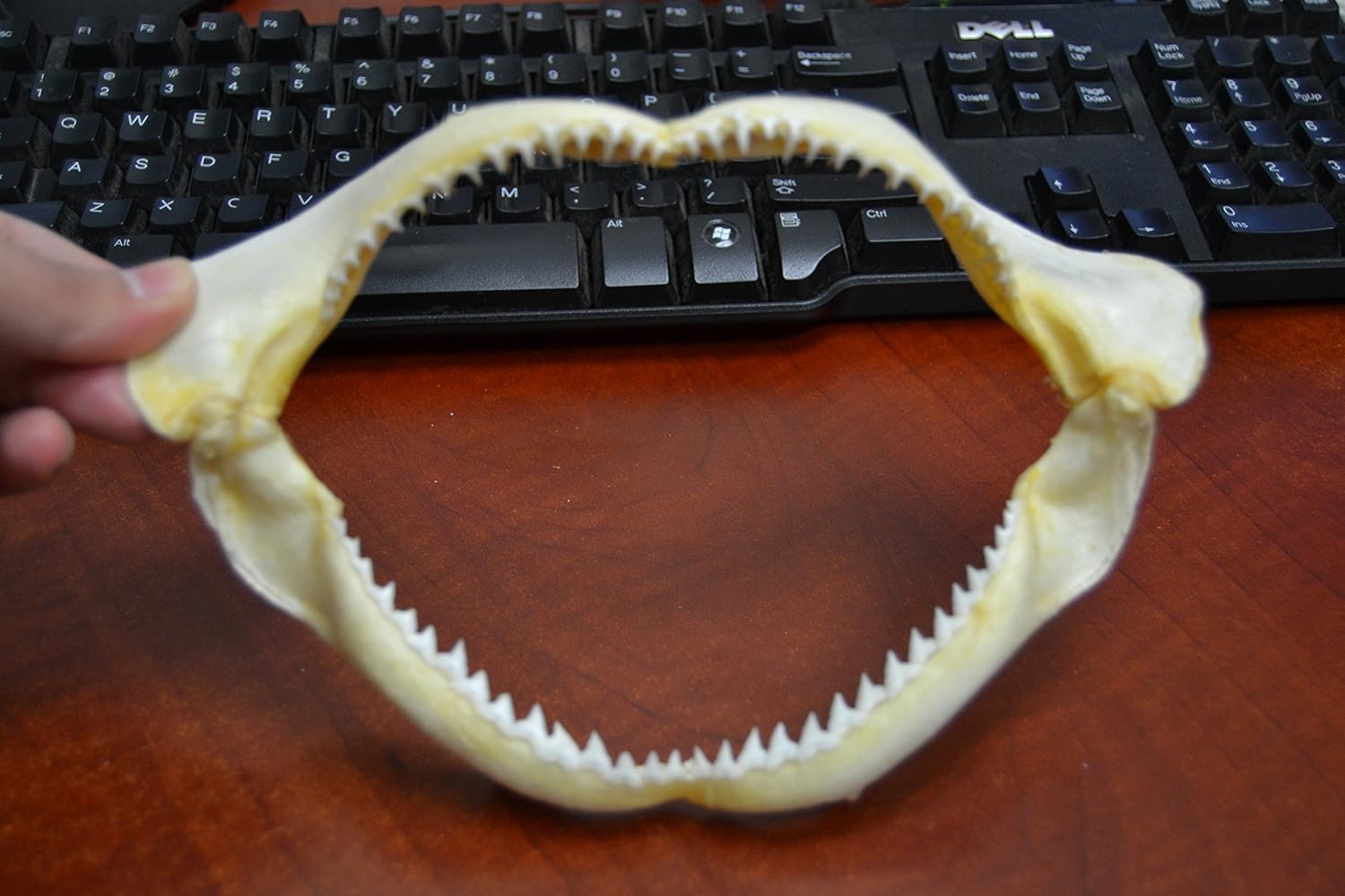 Real Black Tip Shark Tooth Teeth Mouth Jaw 8"