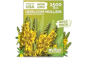 KVITER 1,500 Mullein Seeds for Planting (Verbascum Thapsus) – Mullein Herb, Heirloom Seed Non GMO Organic – Ideal for Herb Garden – US Grown Herbs Flower Seeds