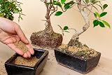 R&R SHOP Akadama for Bonsai 2-6mm 1L Japanese Clay Substrate view 2