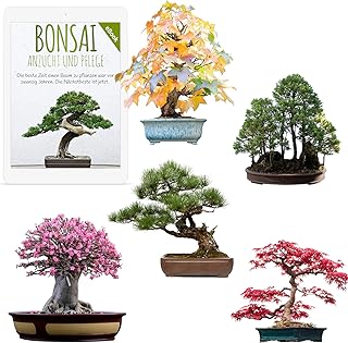 Außergewöhnliche Bonsai Samen mit hoher Keimrate - Pflanzen Samen Set für deinen eigenen Bonsai Baum (5er Set inkl. GRATIS eBook)