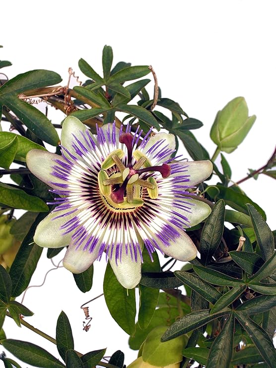 Passionsblume blau Eine Kletterpflanze mit extravagante Blüten