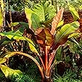 KVITER 5 Red Abyssinian Banana Tree Seeds (Musa Ensete Ventricosum) – Rare Non-GMO Perennial Organic Ornamental Banana Plant Seeds – Ideal for Tropical Gardens or Patios, Perfect Indoors