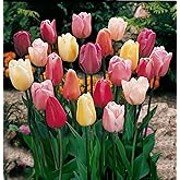 8-Quart Digital Air Fryer