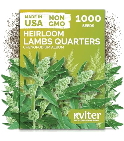 Amazon.com : KVITER 1800 Genovese Basil Seeds for Planting (Ocimum