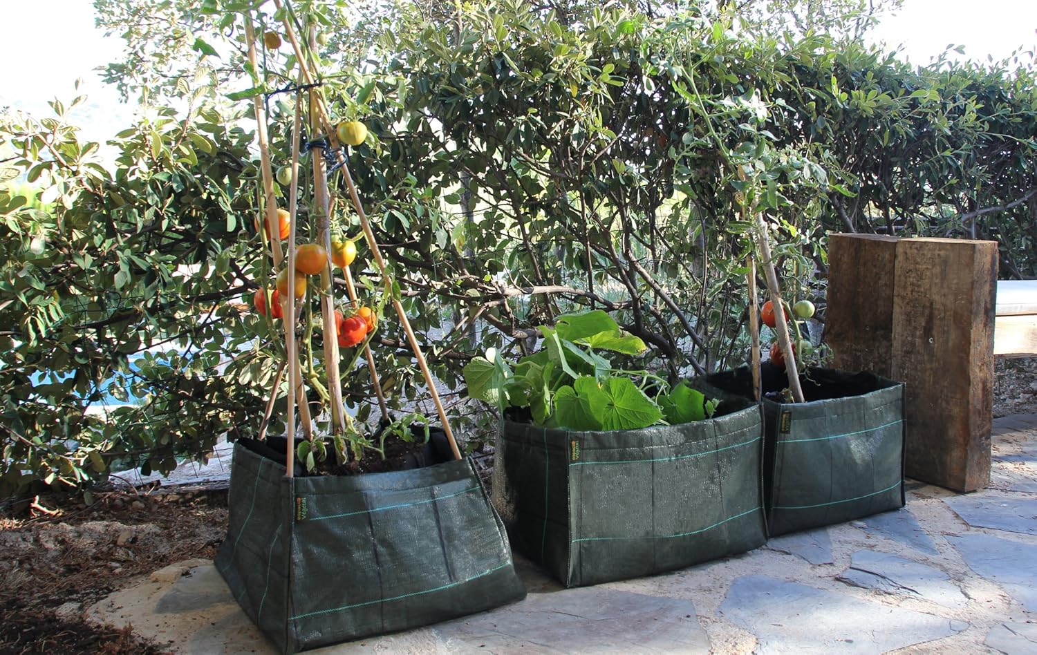 Minihuerto hortalizas V454530: Amazon.es: Jardín