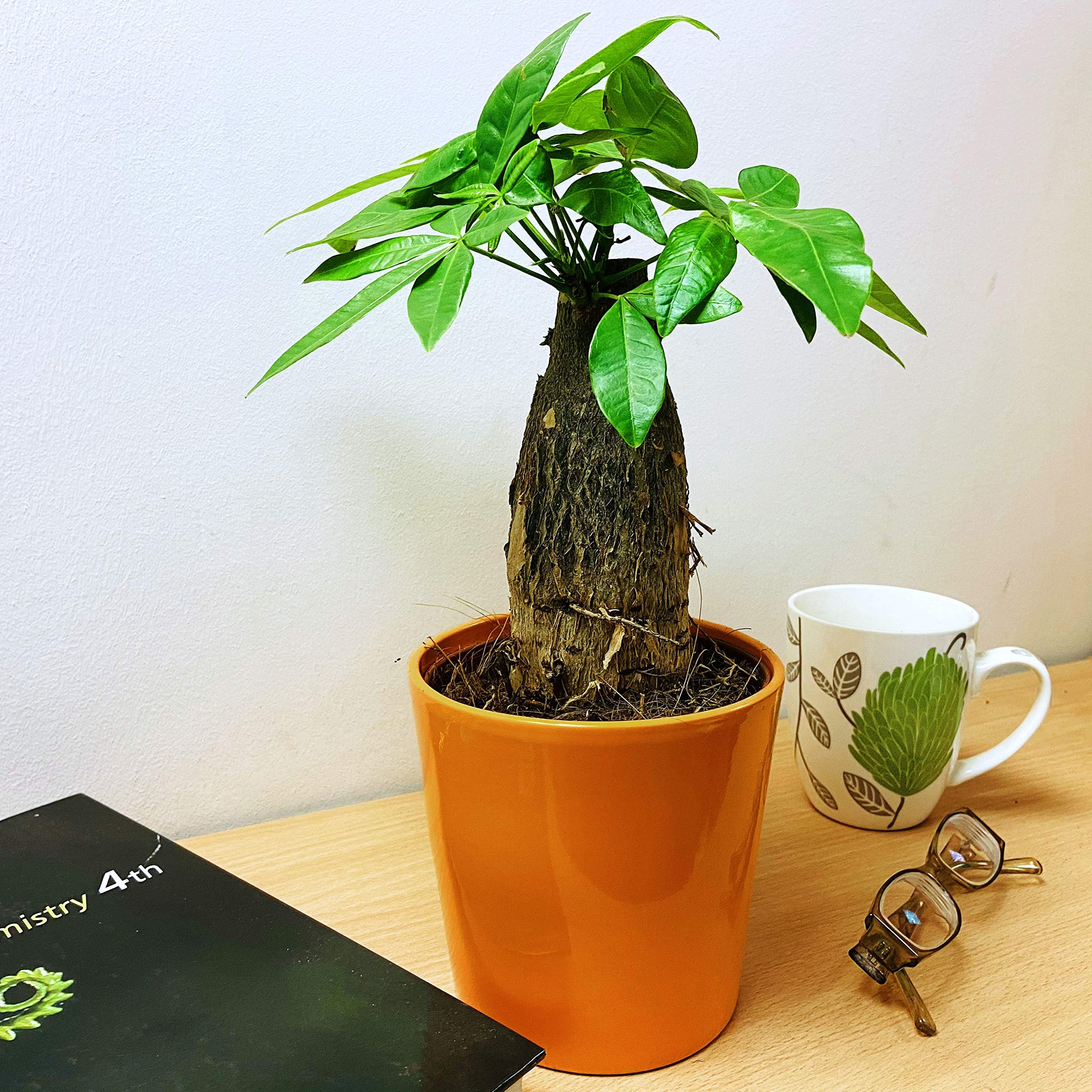 Easy Plants 1 x Money Tree Bonsai Indoor Plants in Ceramic Pot