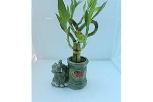JM BAMBOO JMBAMBOO-heart Lucky Bamboo Live 3 Style Plant Arrangement with Ceramic elephant Vase