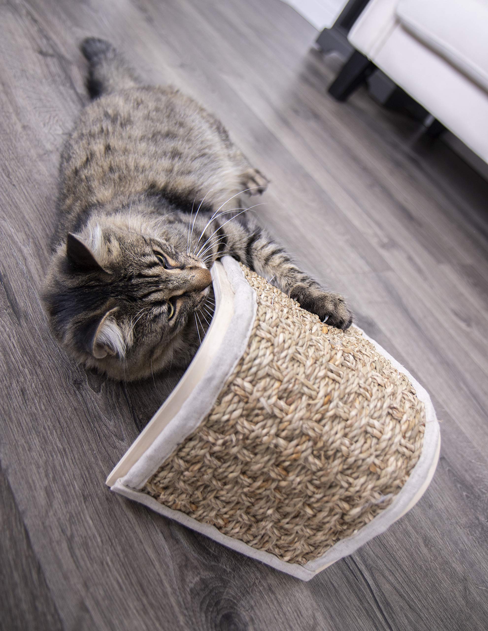 blue bengal cat scroll scratcher