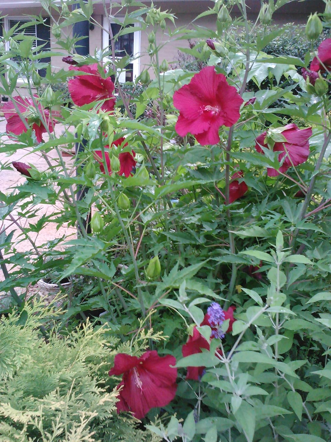 Pixies Gardens 1 Gallon Lord Baltimore Stunning Huge Crimson Red Flowers Hibiscus Shrub Home Kitchen Amazon Com