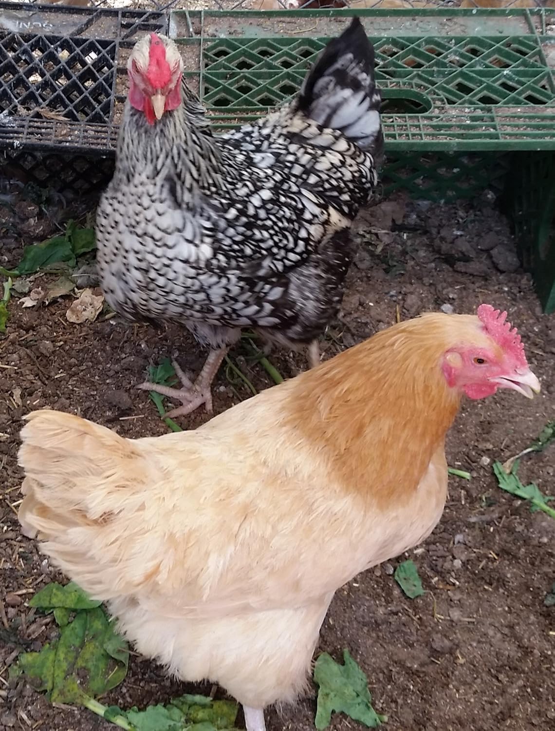 6 Fertile Hatching Chicken Eggs