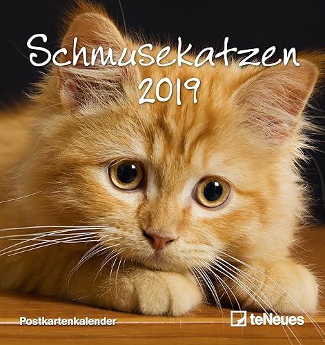Download Schmusekatzen 2019. Postkartenkalender PDF