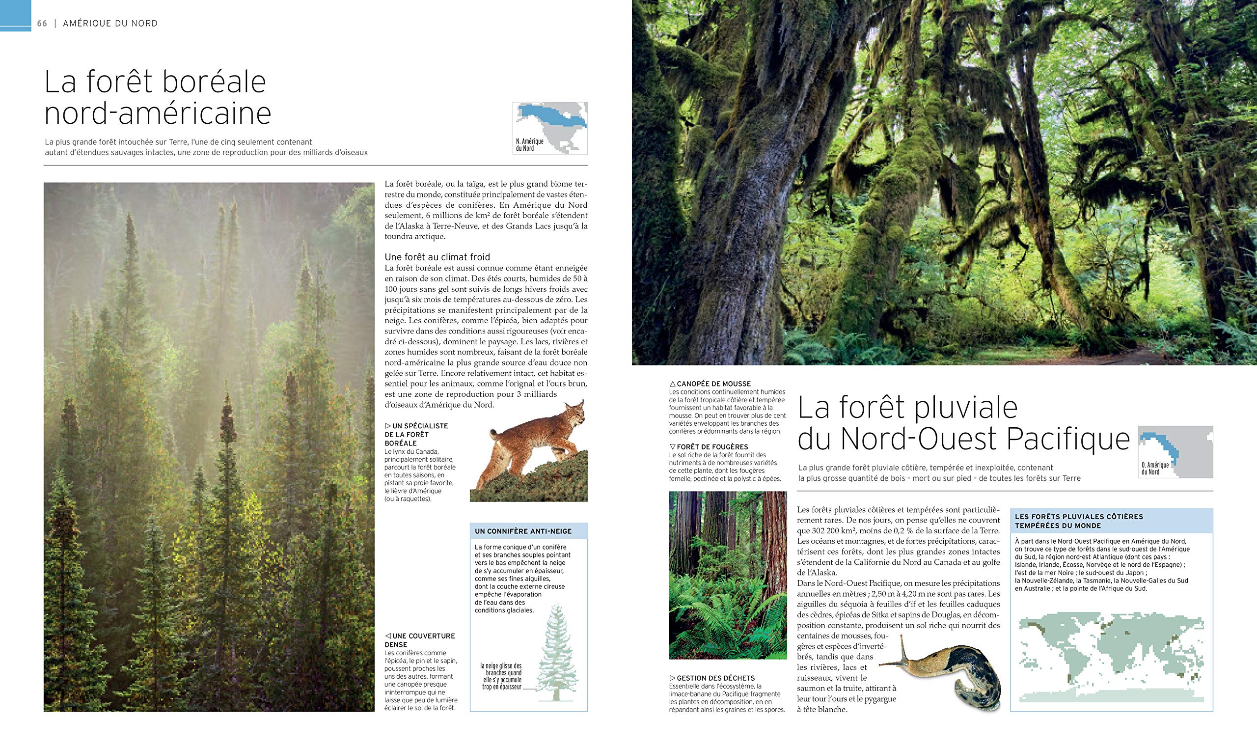 Encyclopedie Visuelle Des Merveilles De La Nature Nature Animaux French Edition Collectif Le Charpentier Laurence 9782081428713 Amazon Com Books