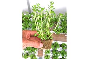 PLANTEREST Bacopa Monnieri Moneywort Freshwater Live Aquarium Plants 8 Stems with Roots