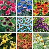 Mixrug Echinacea Coneflower Seeds for Planting, 200+pcs Rare PerennialEchinacea Flower Seeds Plants, Non-GMO Heirloom Landscape Hardy Garden Colored Flowers for Outdoors