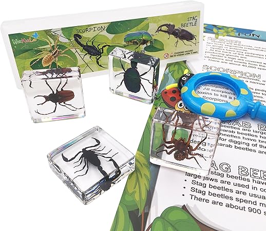 Amazon 4個組 昆虫 クモ綱の樹脂標本 Stemセット 虫眼鏡 豆知識ポスター 生態 採集 おもちゃ