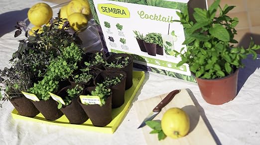Sembra Big Kit Cultivo, 25.5x33.5x9 cm: Amazon.es: Jardín