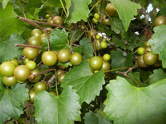 Pixies Gardens Scuppernong Muscadine Grape Vine Shrub Live Fruit Plant 1 Gallon Potted Home Kitchen Amazon Com
