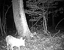 A trail cam you can depend on