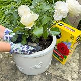 Miracle-Gro Rose and Shrub Fast Acting Granules Plant Food 3 kg view 4